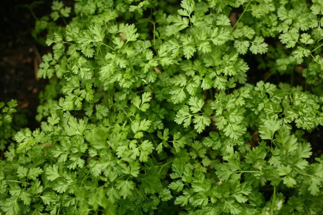 Anthriscus cerefolium - Photo 1 sur 6