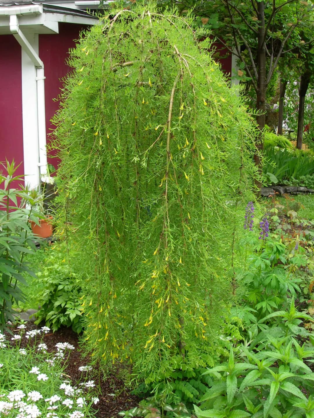 Caragana arborescens - Photo 3 sur 3