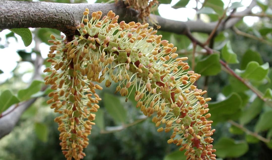 Ceratonia siliqua - Photo 5 sur 6