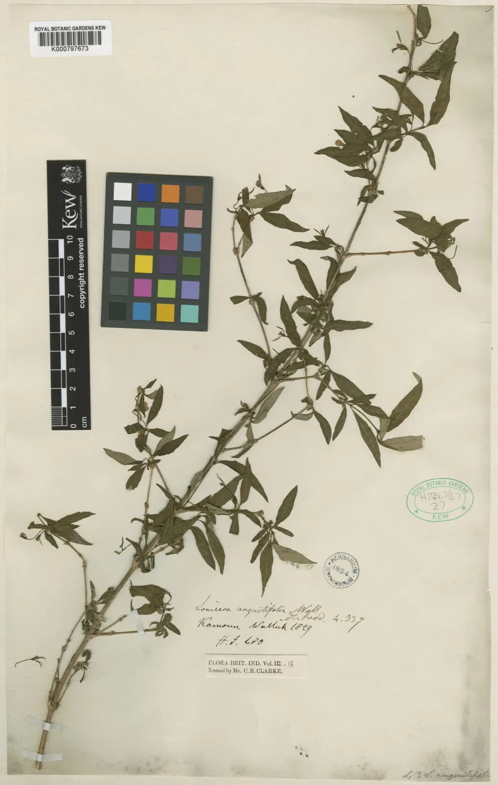 Lonicera angustifolia - Photo 2 sur 3