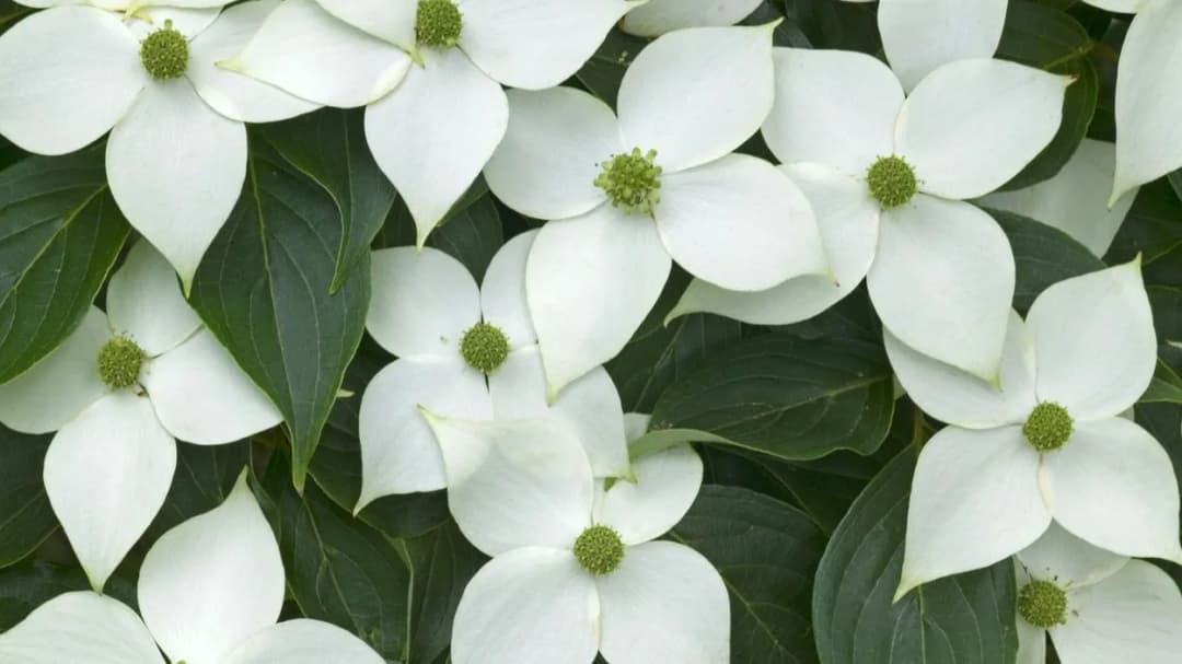 Cornus kousa - Photo 3 sur 5