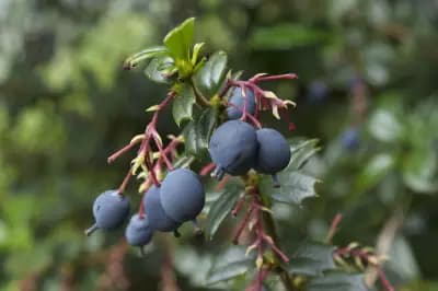 Photo de Épine vinette, Vinettier de Darwin (Berberis darwinii), Arbuste