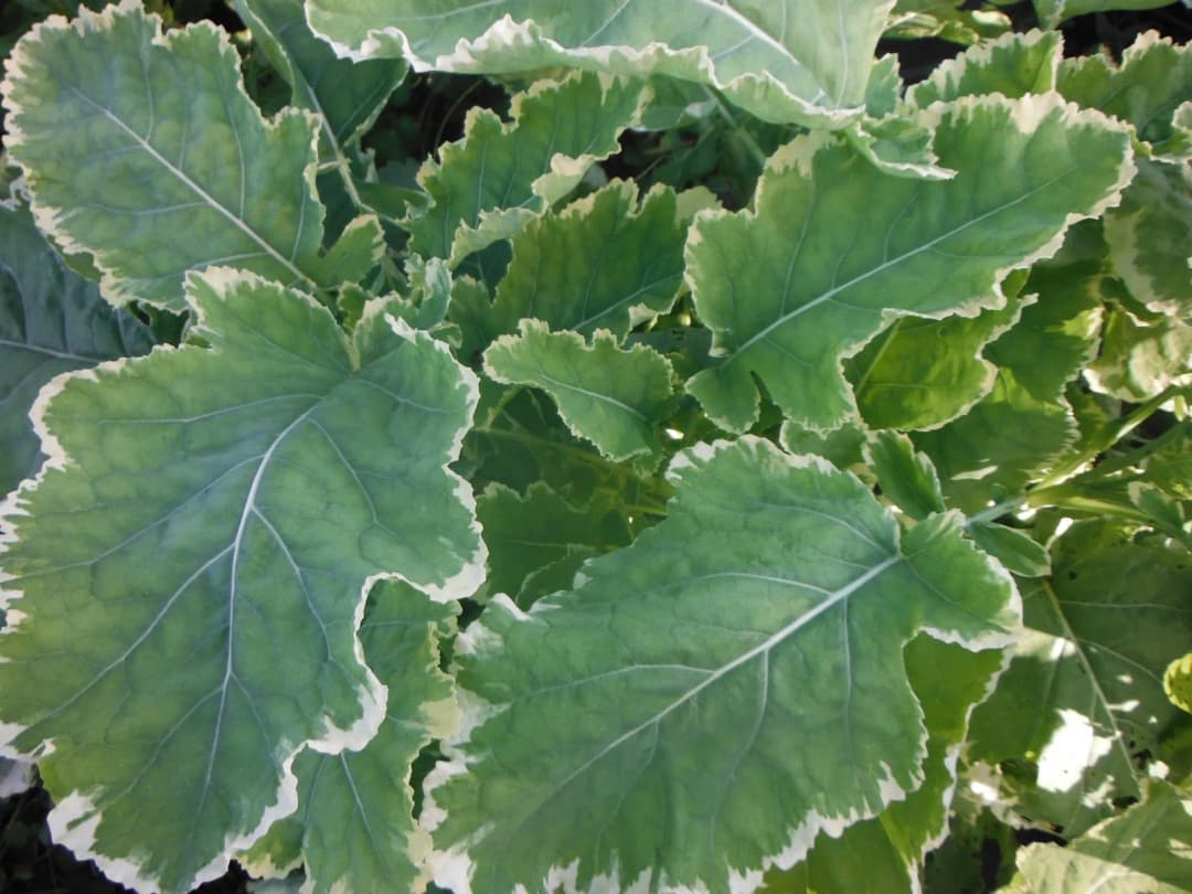 Brassica oleracea - Photo 1 sur 4