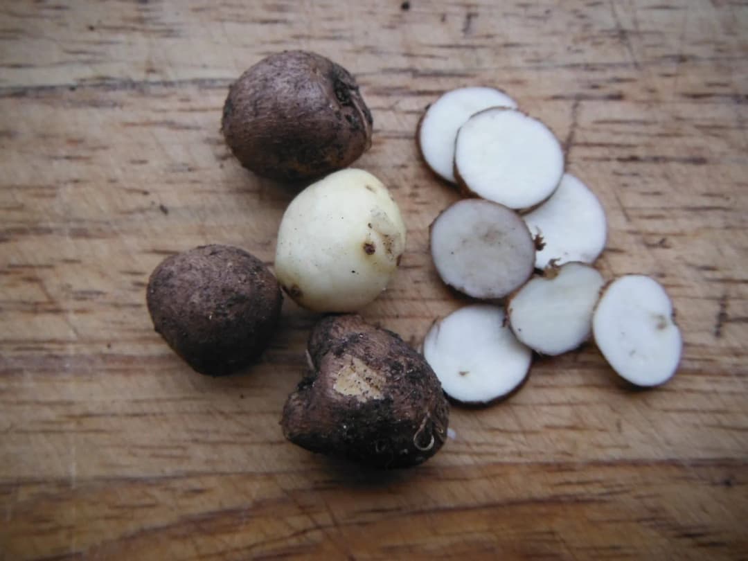 Bunium bulbocastanum - Photo 1 sur 6