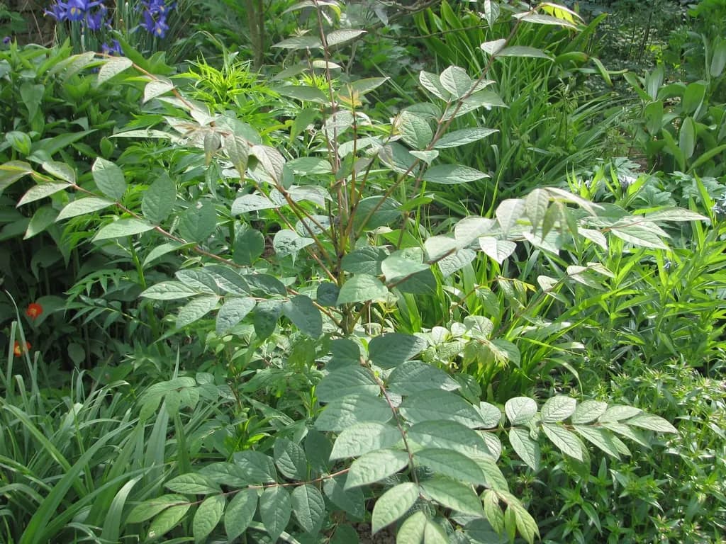 Decaisnea fargesii - Photo 8 sur 8