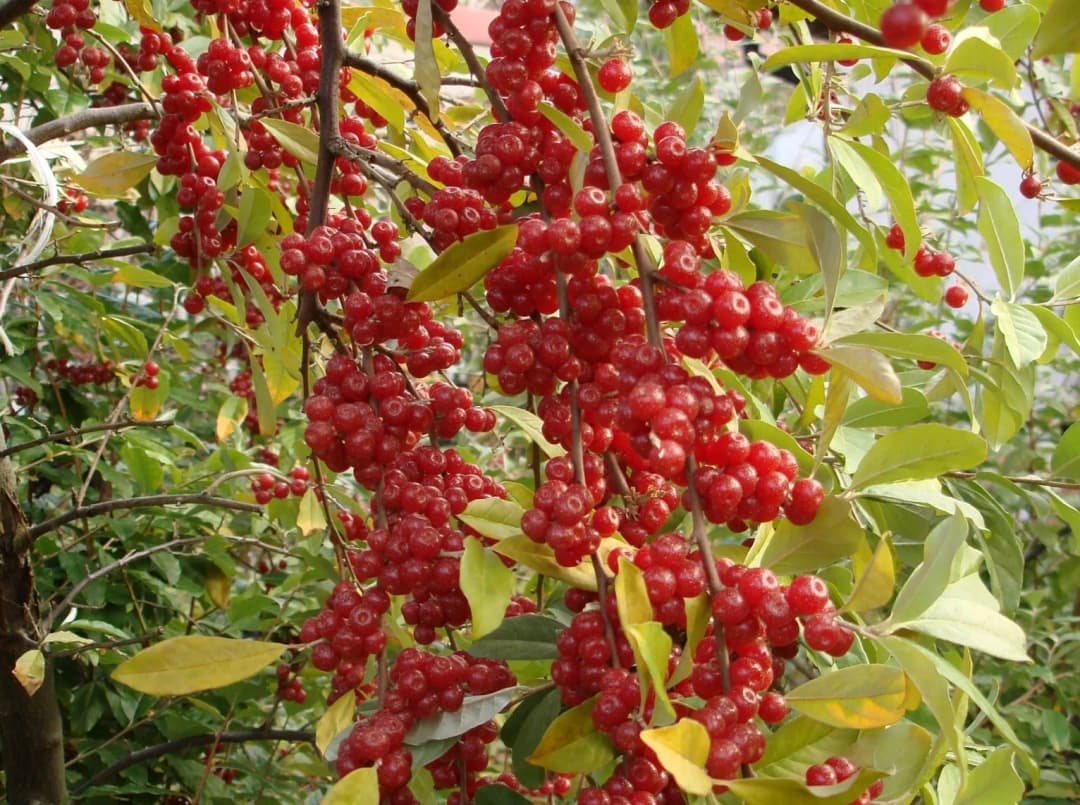 Elaeagnus umbellata - Photo 2 sur 5