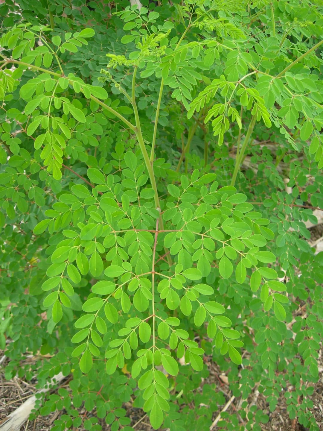 Moringa oleifera - Photo 3 sur 4