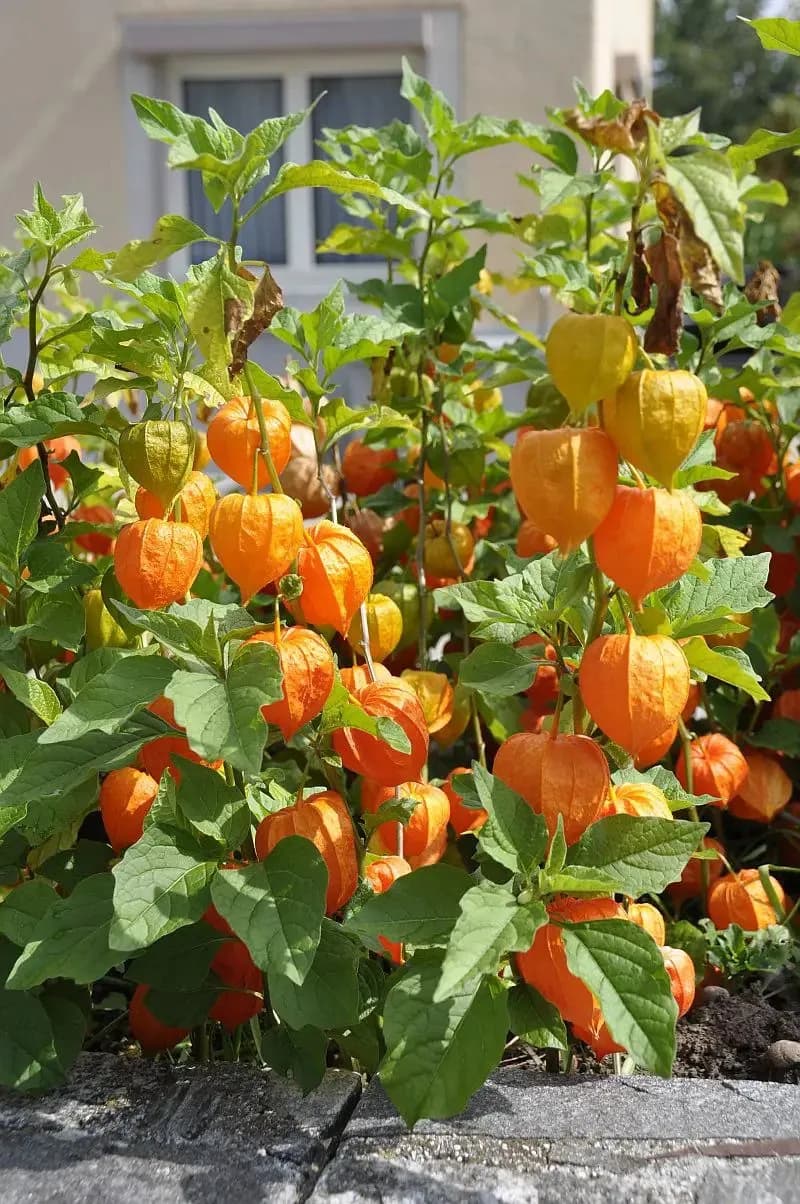 Physalis peruviana - Photo 3 sur 7