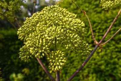 Photo de Angélique vrai (Angelica archangelica), Couvre-sol