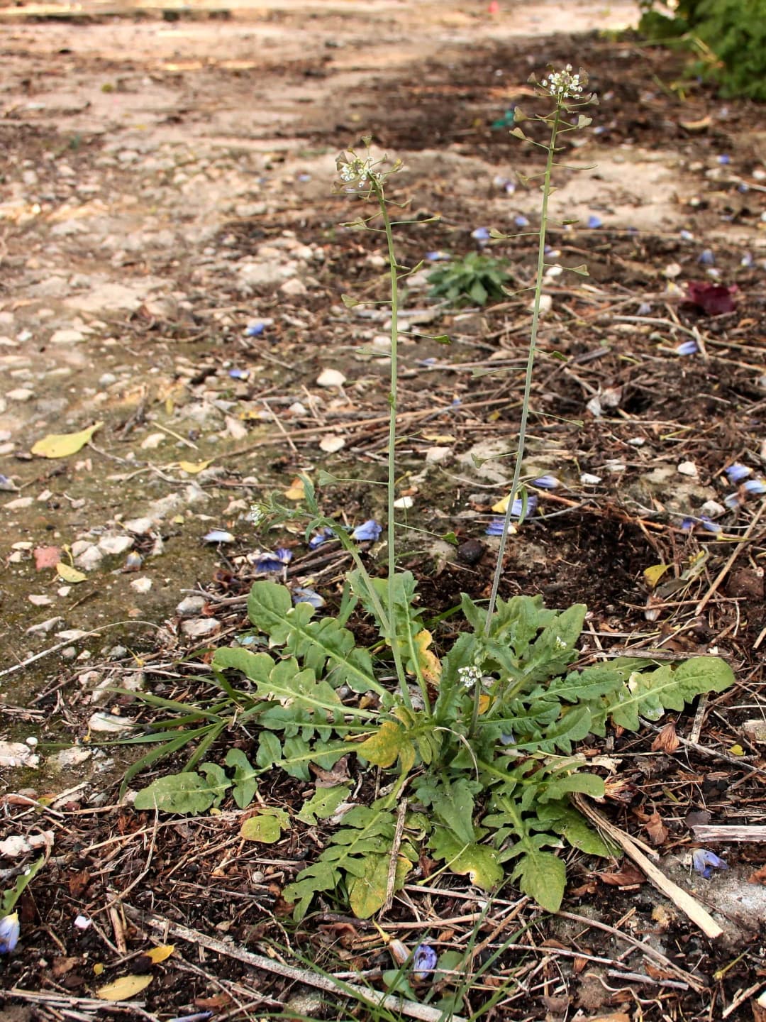 Capsella bursa-pastoris - Photo 5 sur 5
