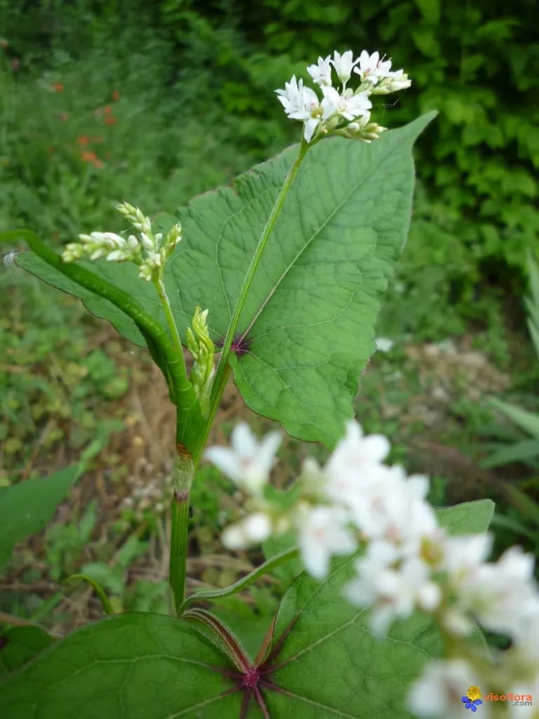 Fagopyrum dibotrys - Photo 3 sur 6