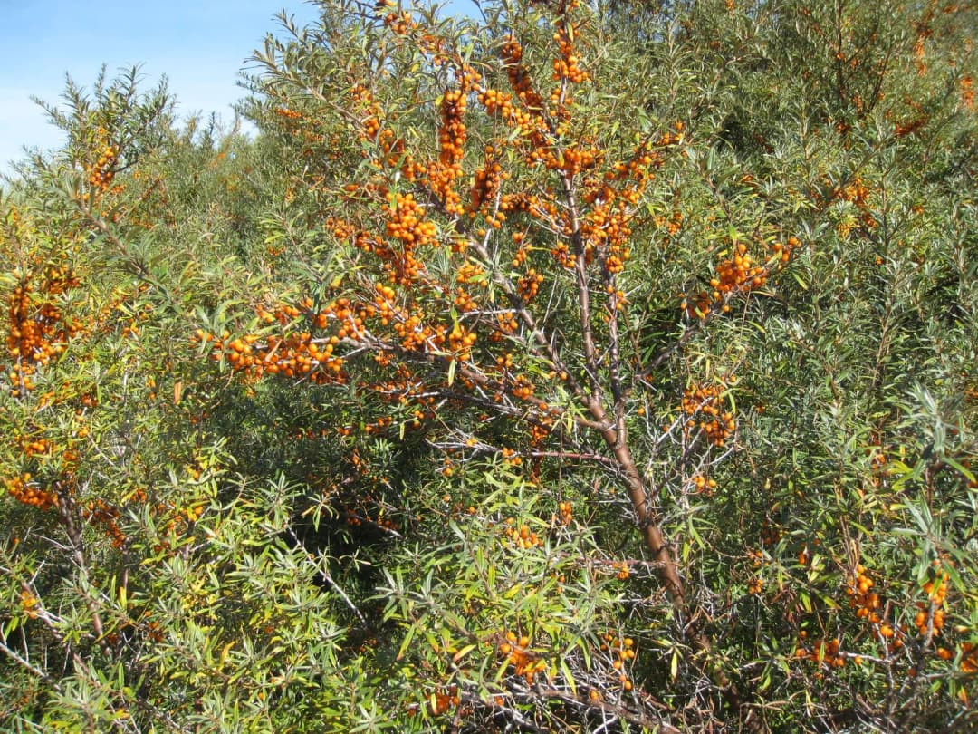 Hippophae rhamnoides - Photo 6 sur 9