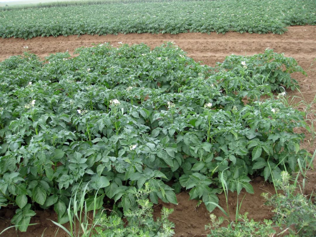 Solanum tuberosum - Photo 4 sur 4