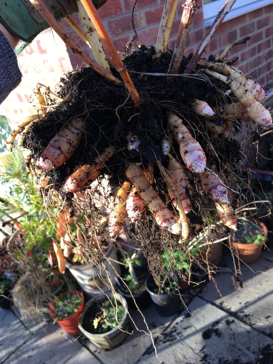 Helianthus strumosus - Photo 1 sur 6