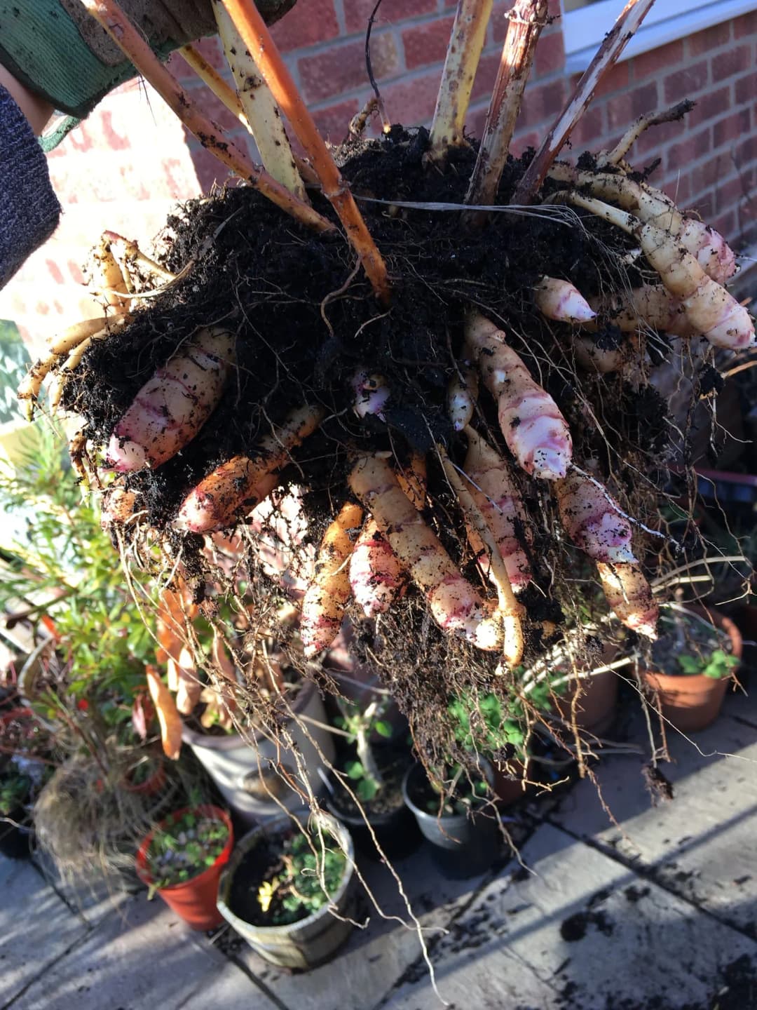 Helianthus strumosus - Photo 2 sur 6