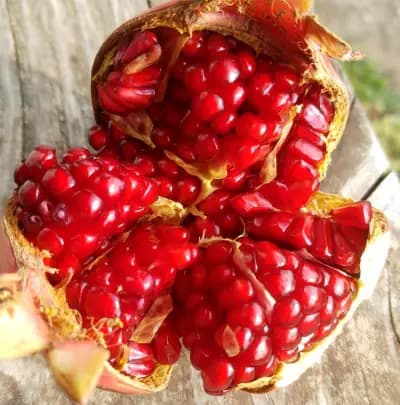 Photo de Grenadier (Punica granatum), Canopée