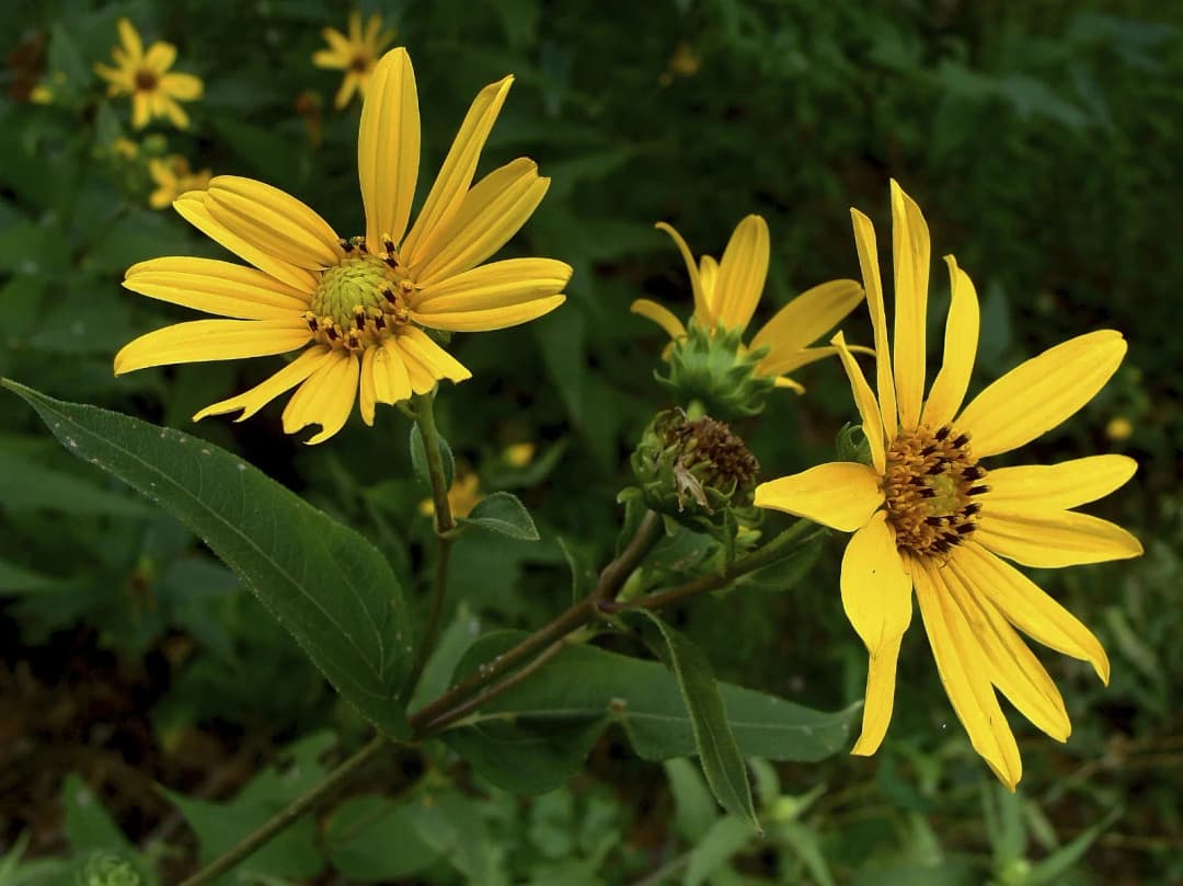 Helianthus strumosus - Photo 3 sur 6