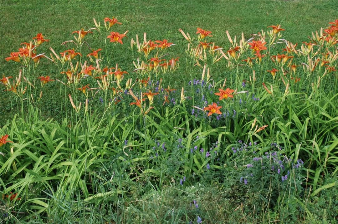 Hemerocallis fulva - Photo 3 sur 4