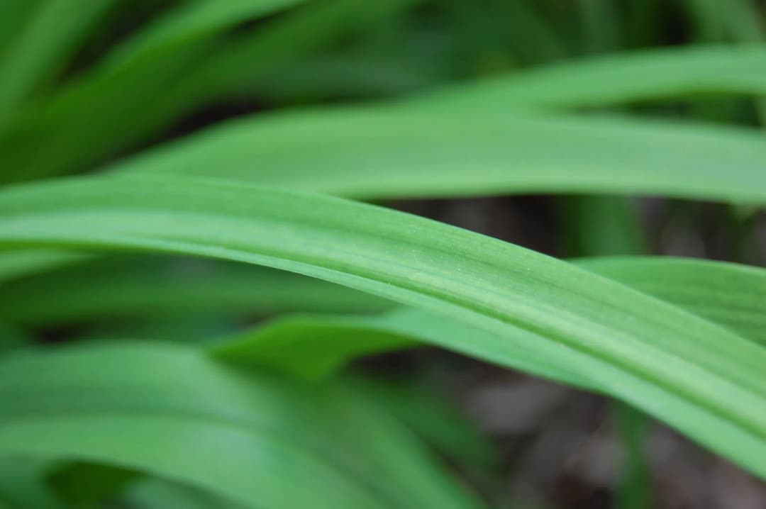 Hemerocallis middendorffii esculenta - Photo 4 sur 5