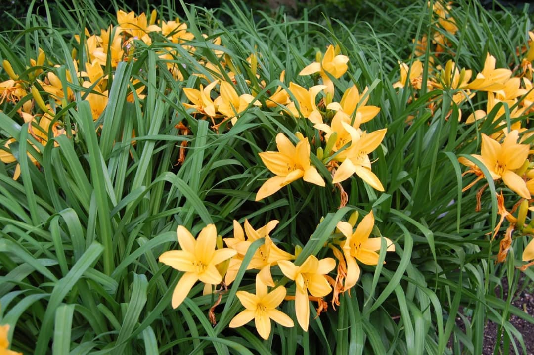 Hemerocallis middendorffii esculenta - Photo 1 sur 5