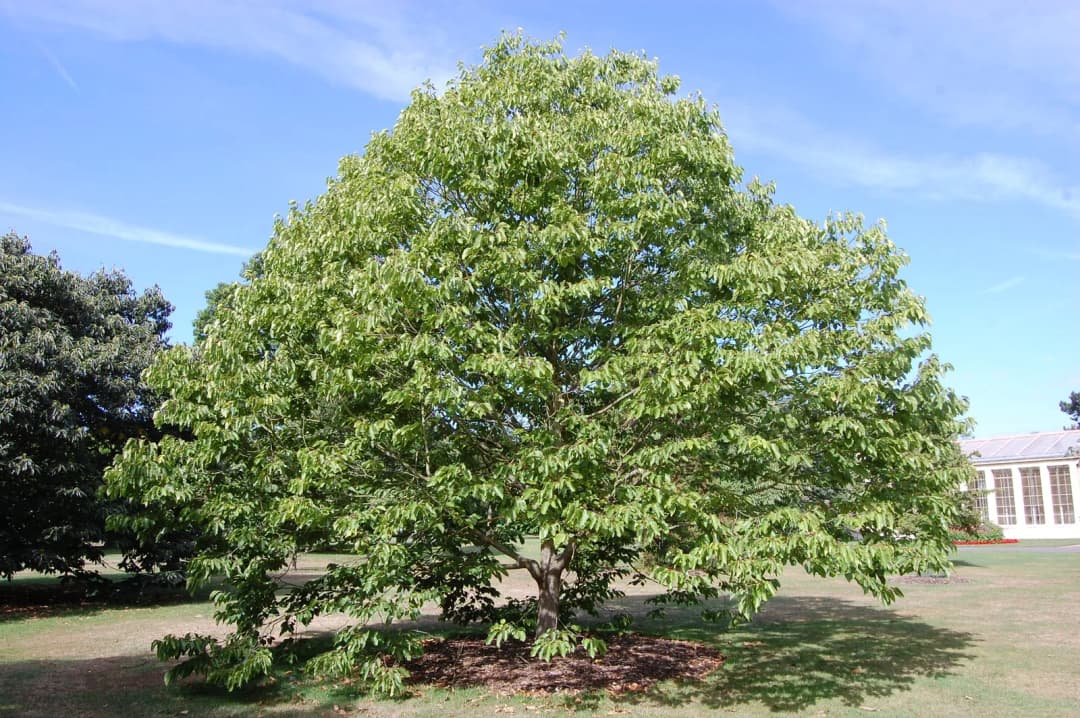 Hovenia dulcis - Photo 4 sur 4