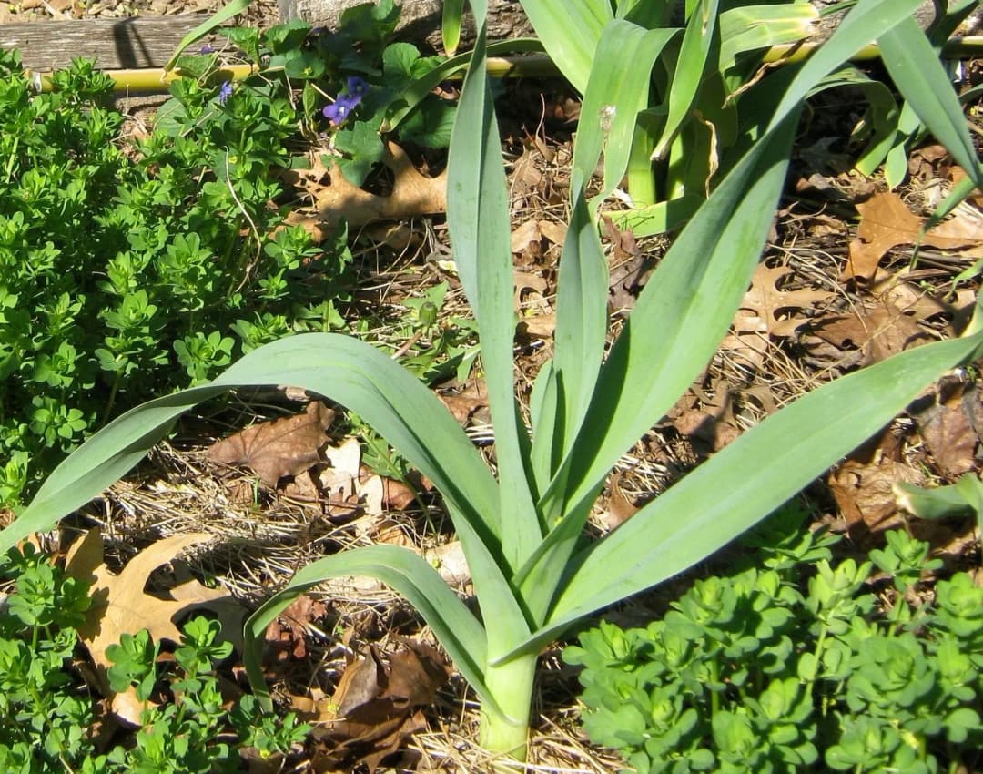 Allium ampeloprasum - Photo 1 sur 3
