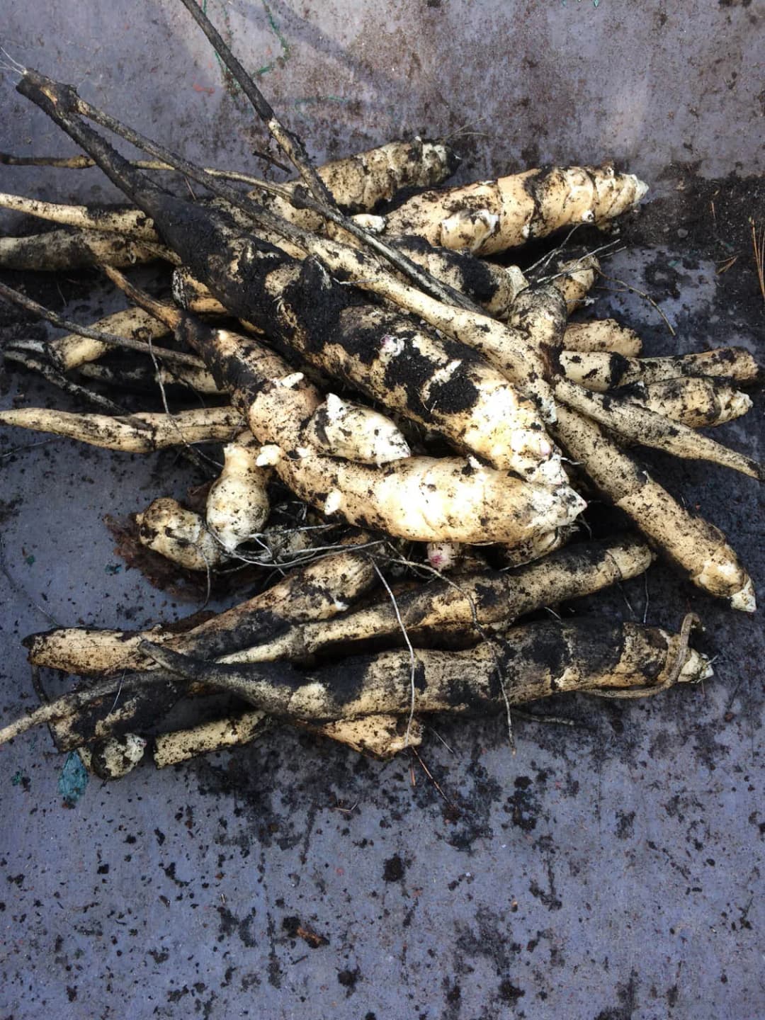 Helianthus strumosus - Photo 6 sur 6