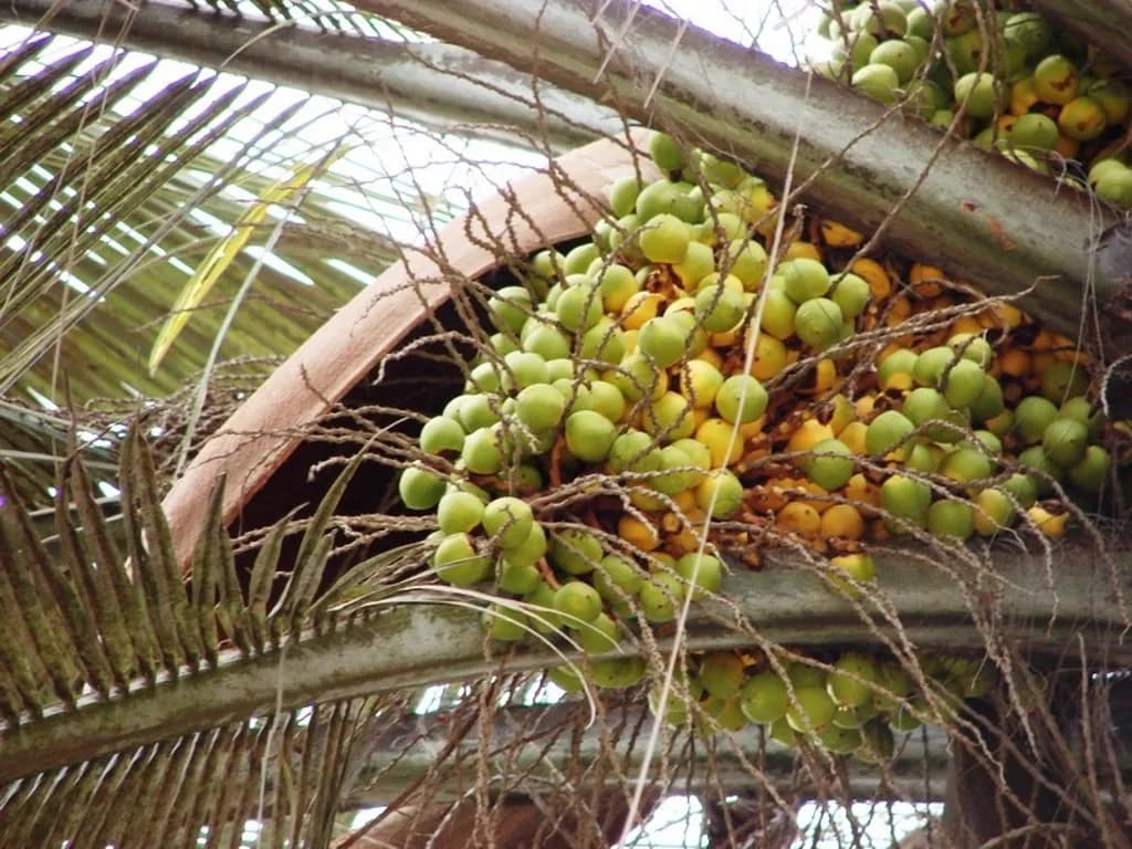 Jubaea chilensis - Photo 3 sur 5