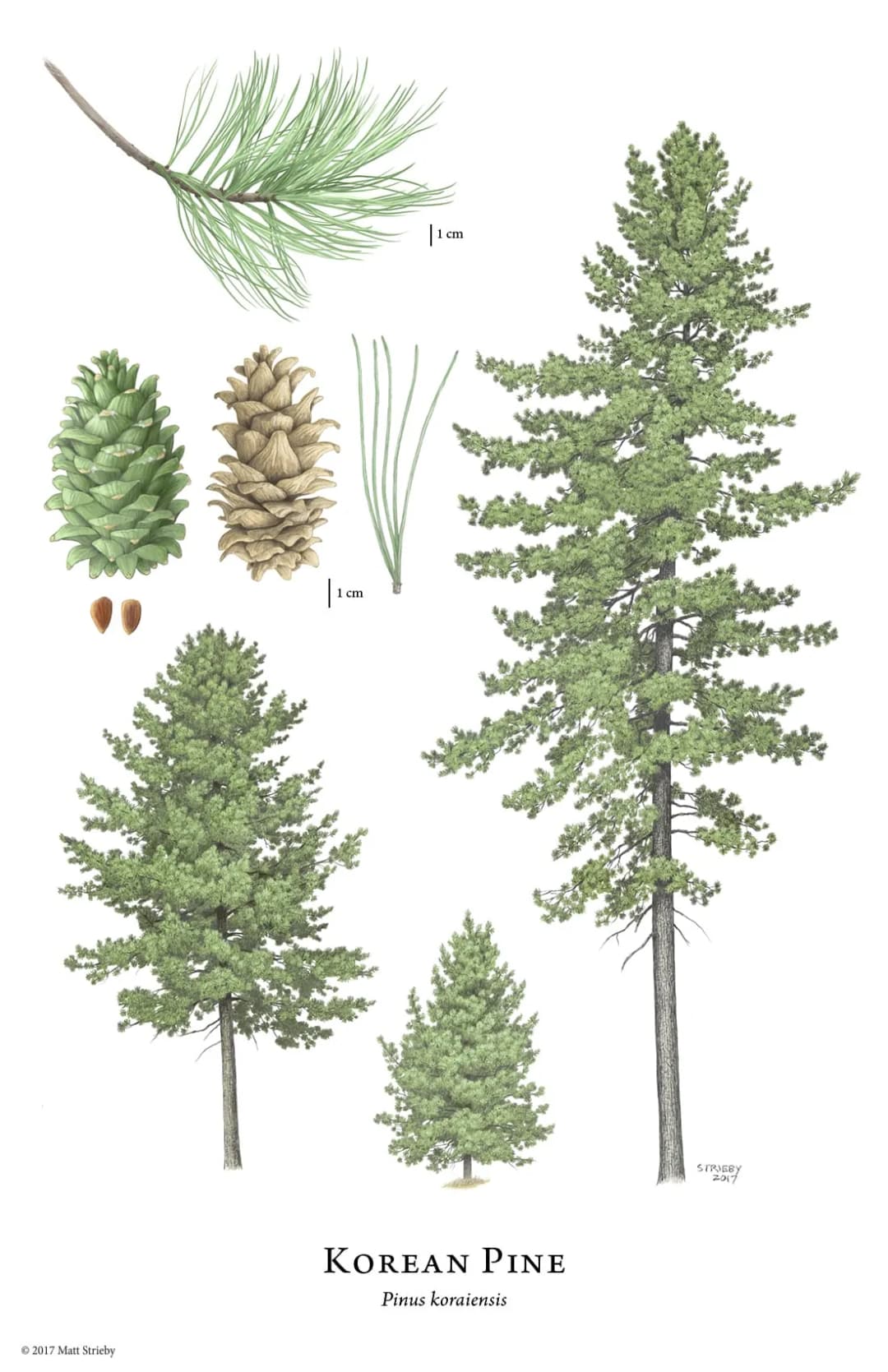 Pinus koraiensis - Photo 2 sur 6