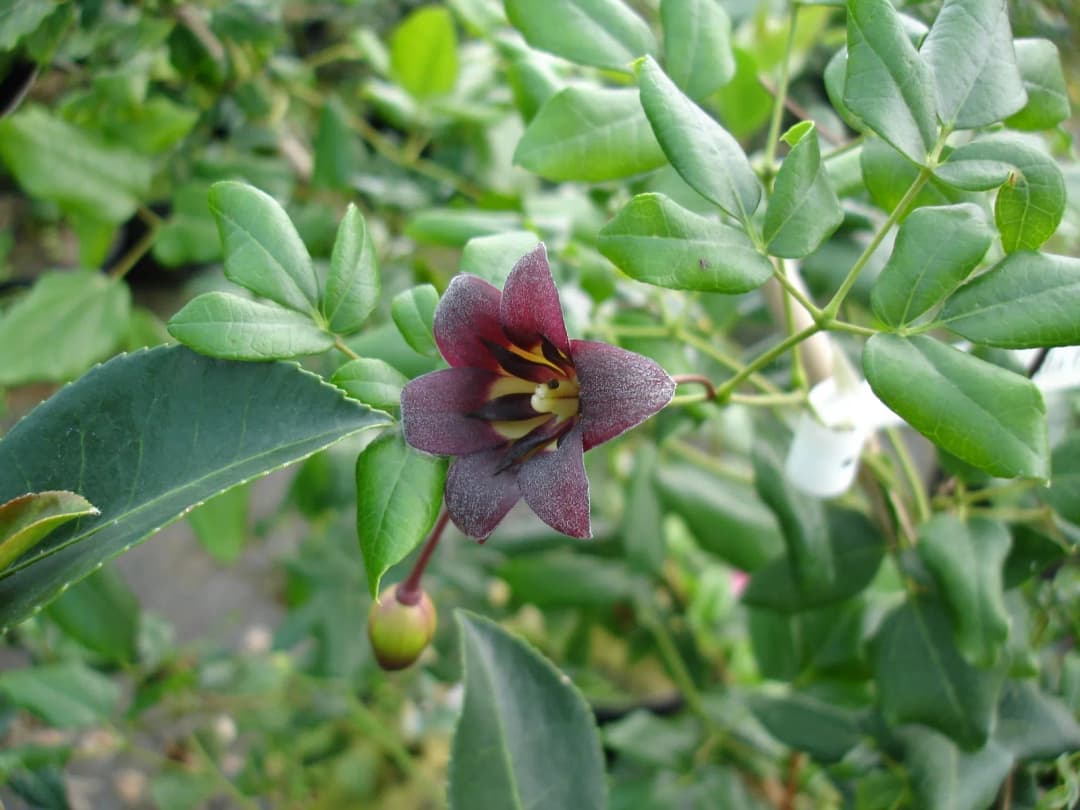 Lardizabala biternata - Photo 5 sur 5