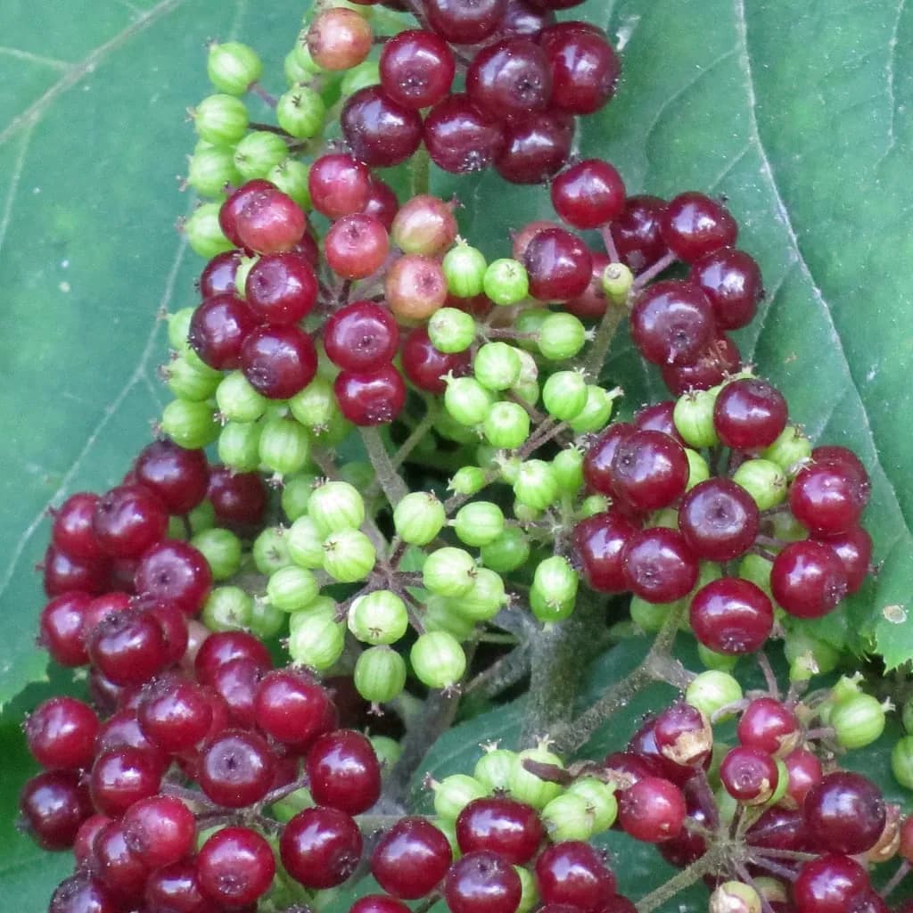 Aralia racemosa - Photo 1 sur 6