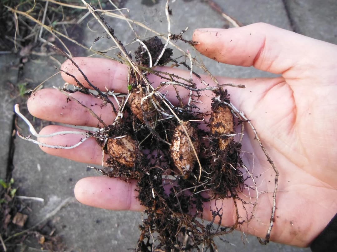 Lathyrus tuberosus - Photo 3 sur 4