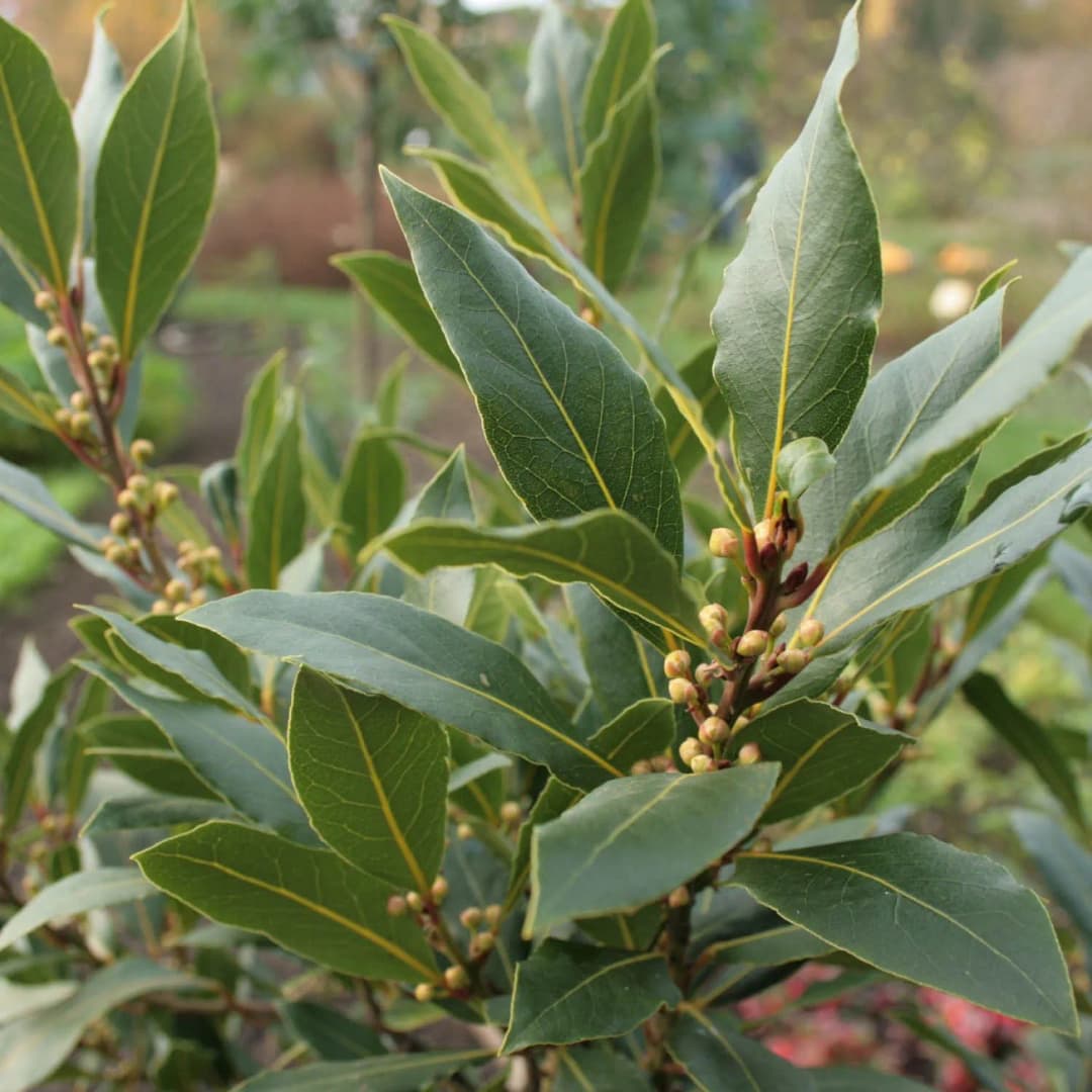 Laurus nobilis - Photo 1 sur 4