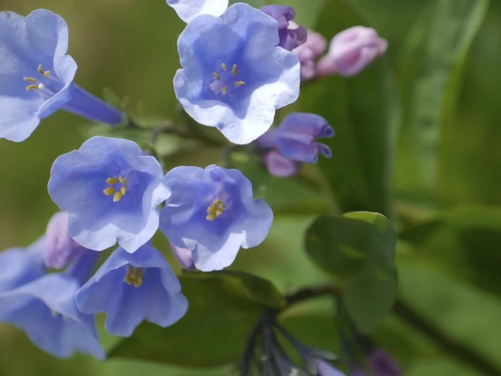 Mertensia maritima - Photo 4 sur 4