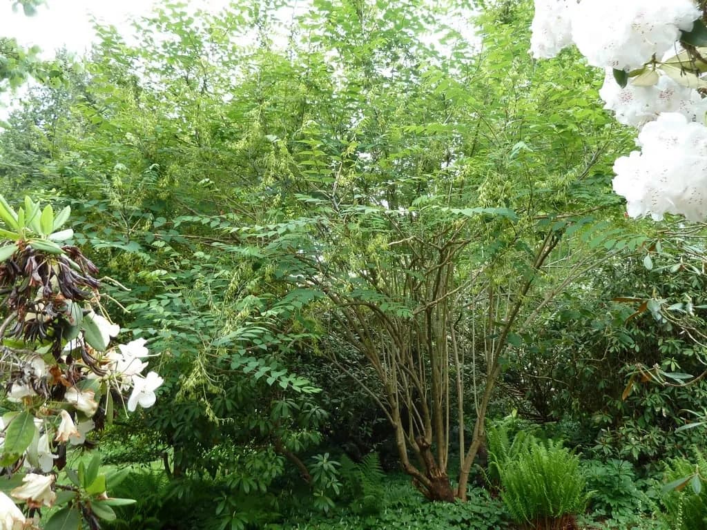 Decaisnea fargesii - Photo 6 sur 8