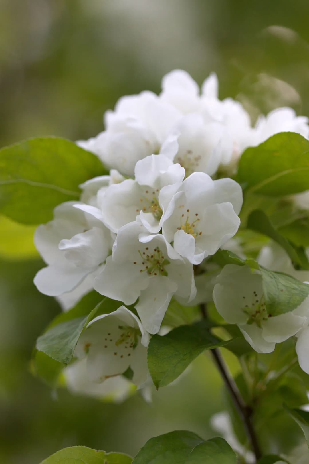 Malus baccata mandshurica - Photo 3 sur 5
