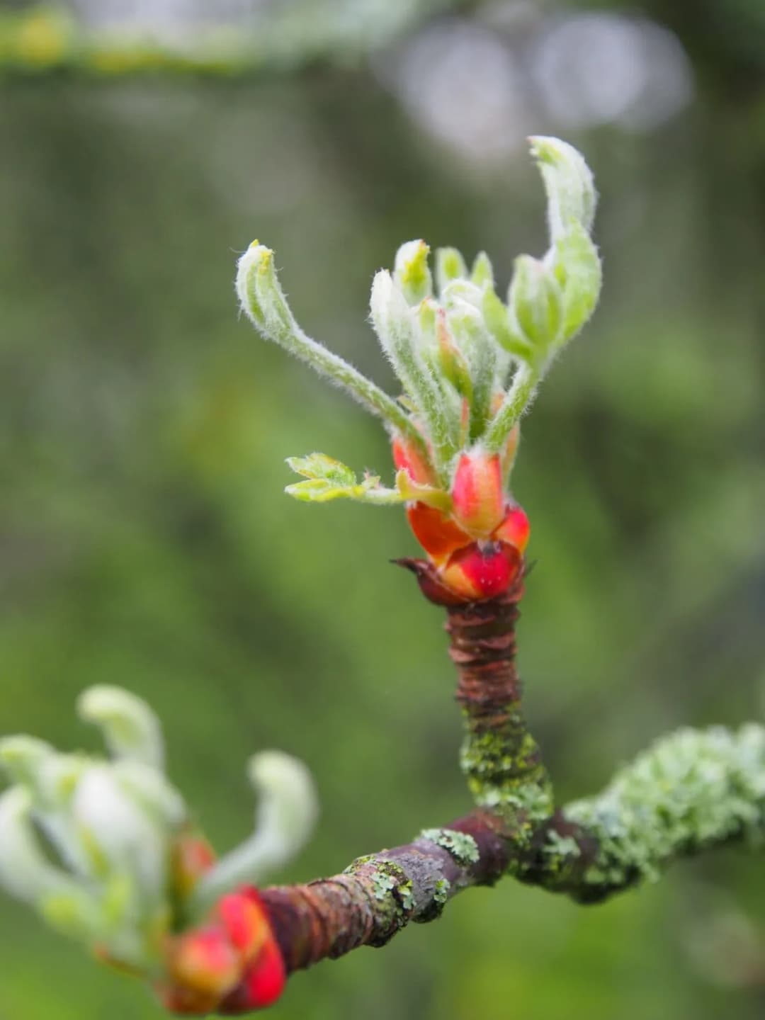 Malus trilobata - Photo 3 sur 7