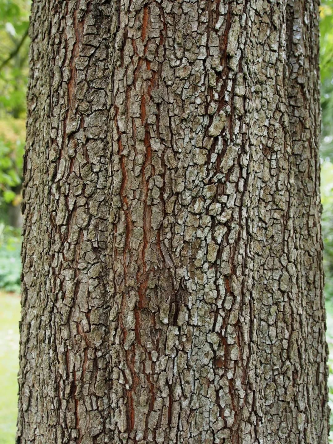 Malus trilobata - Photo 4 sur 7