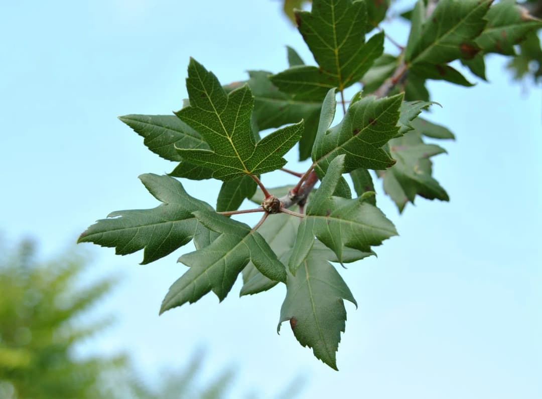 Malus trilobata - Photo 5 sur 7