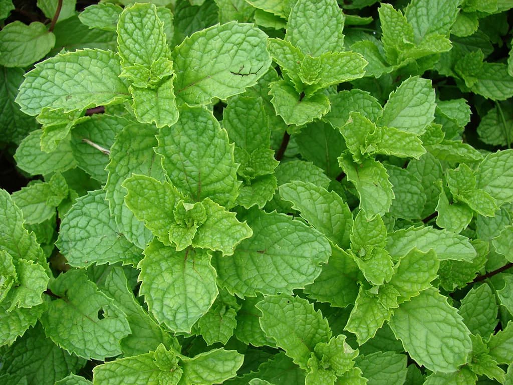 Mentha spicata - Photo 2 sur 5