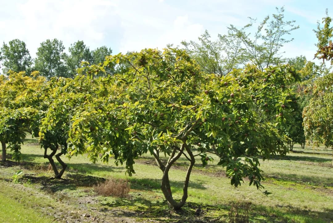 Mespilus germanica - Photo 2 sur 7