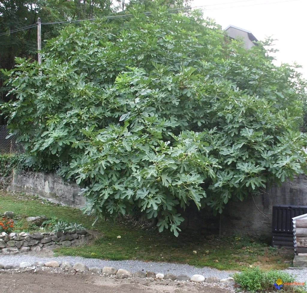 Ficus carica - Photo 6 sur 6