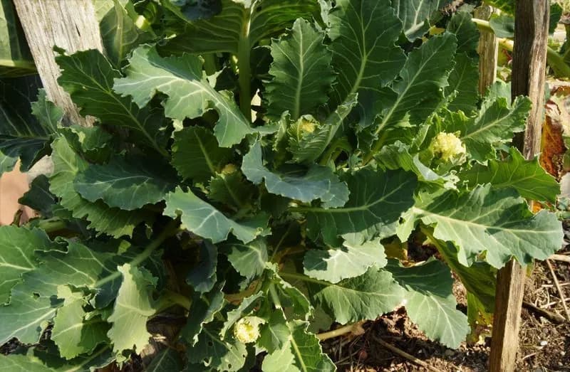 Brassica oleracea botrytis aparagoides - Photo 2 sur 6
