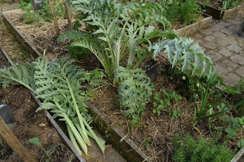 Cynara cardunculus - Photo 11 sur 12