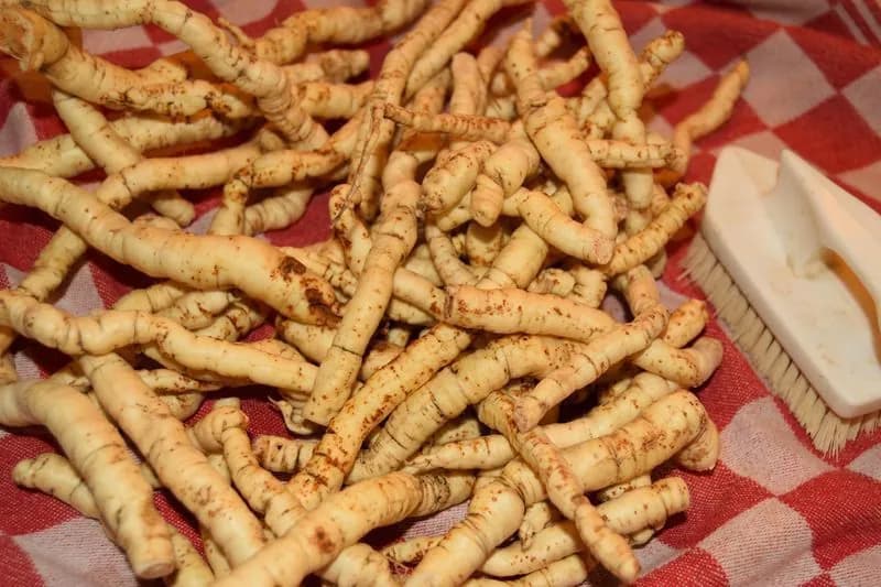 Sium sisarum - Photo 9 sur 14