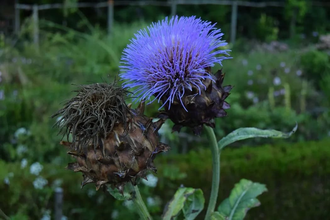 Cynara cardunculus - Photo 2 sur 12