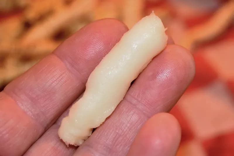 Sium sisarum - Photo 6 sur 14