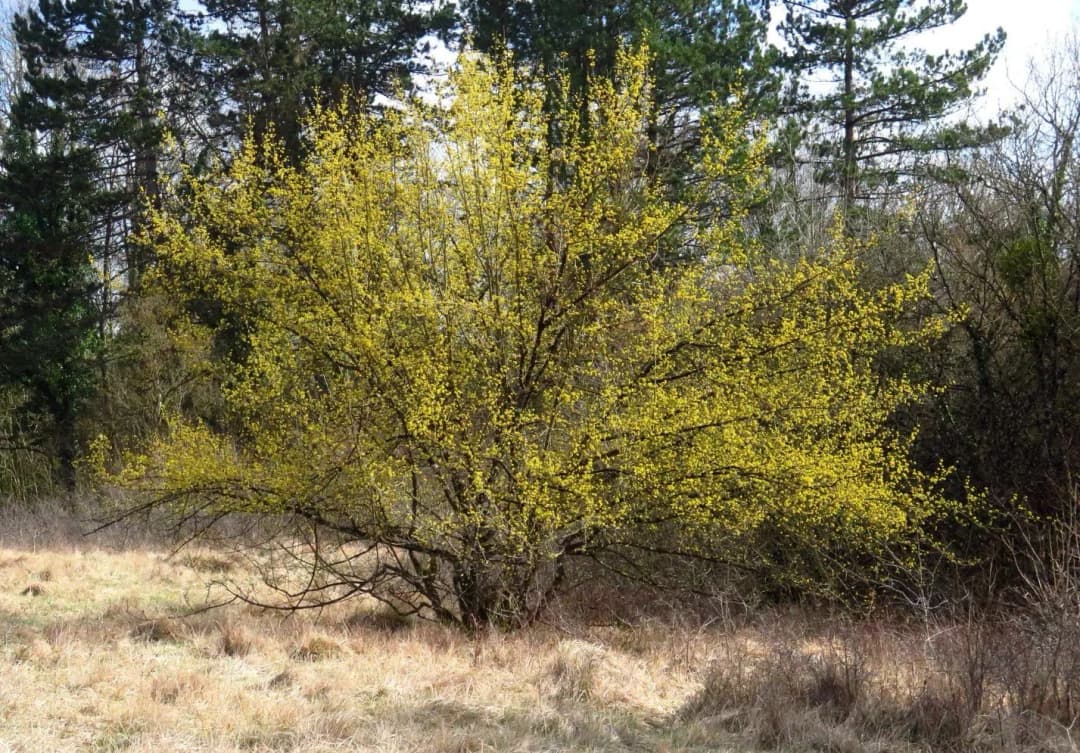 Cornus mas - Photo 4 sur 5