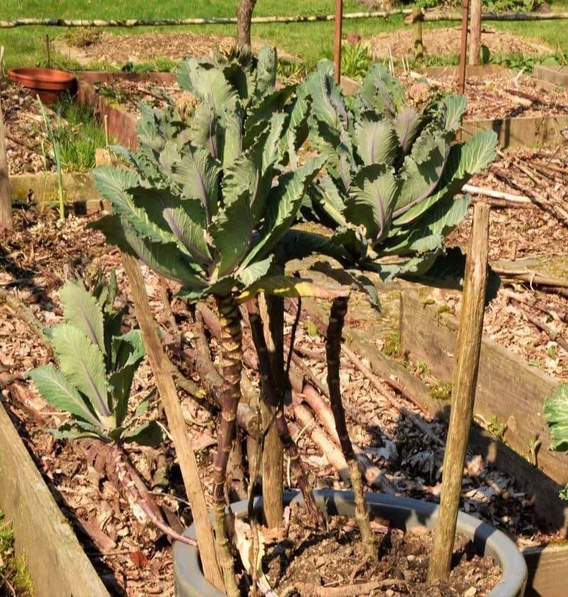 Brassica oleracea botrytis aparagoides - Photo 5 sur 6