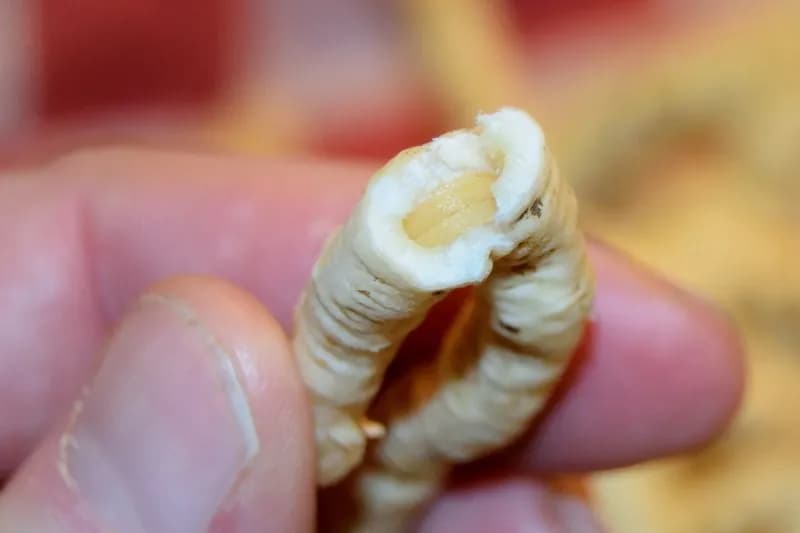 Sium sisarum - Photo 5 sur 14